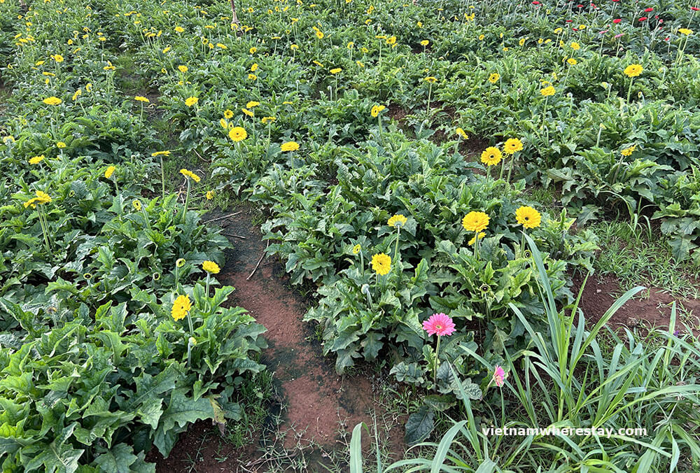 Van Thanh flower village