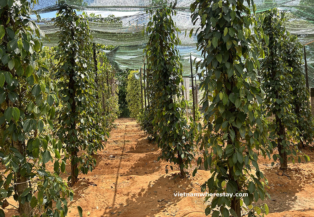 Pepper Farm