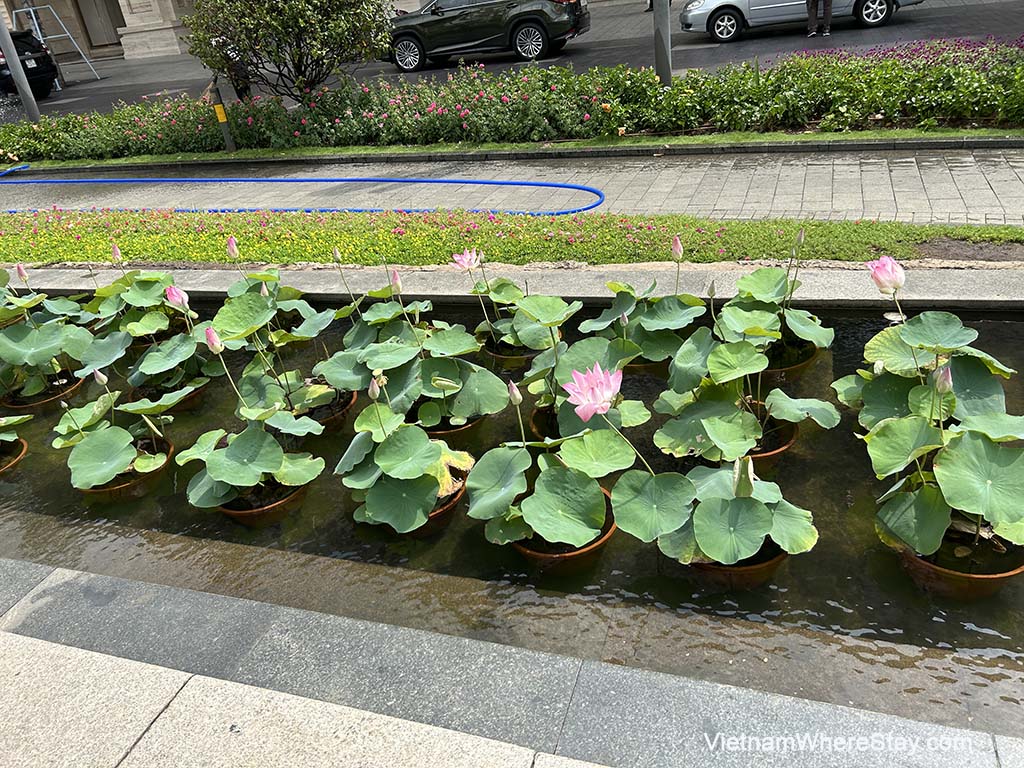 Lotus pond