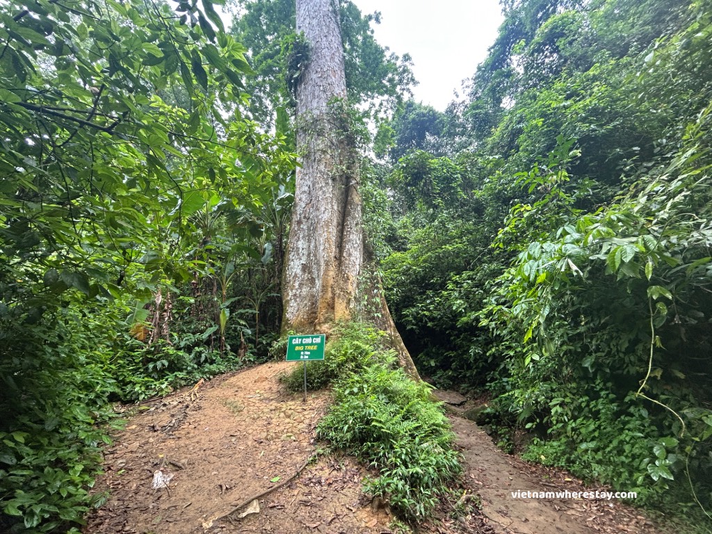 Ancient tree at 7km trail