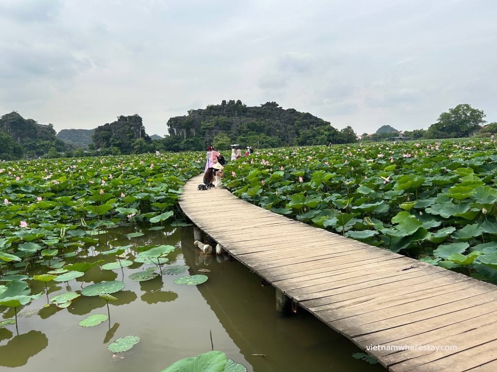 Lotus lake in June with wooden broad walk
