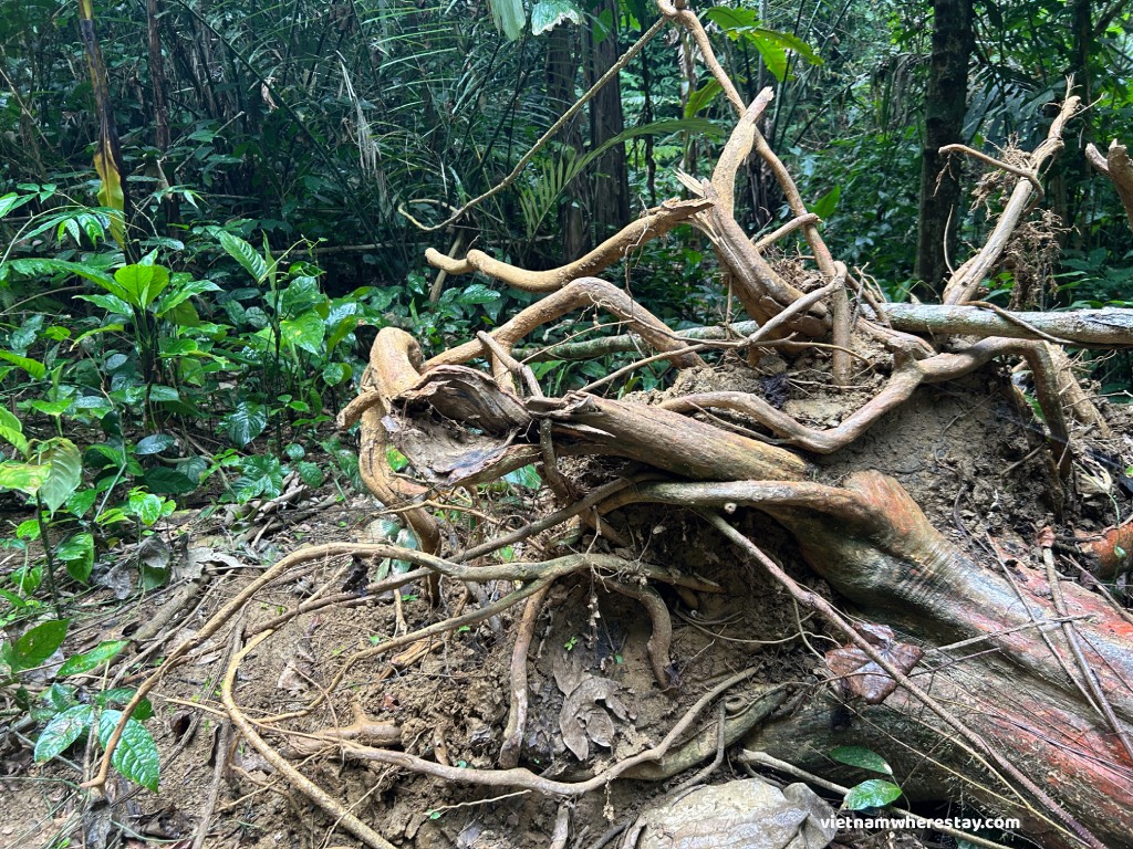 Fallen trees at number #12 trail
