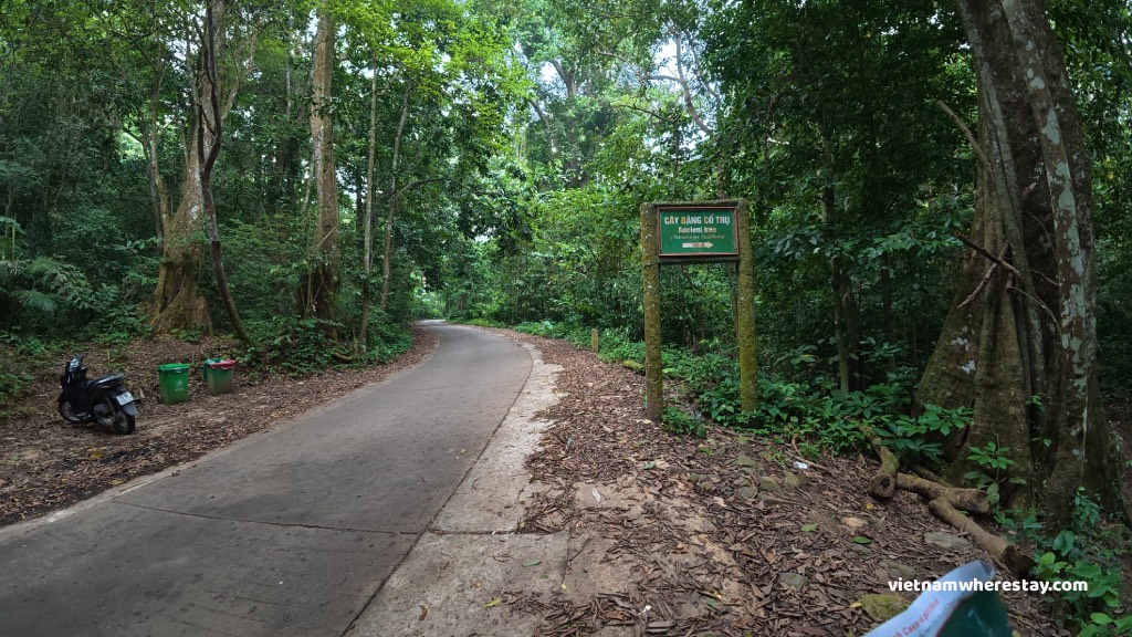 Sign to the ancient tree